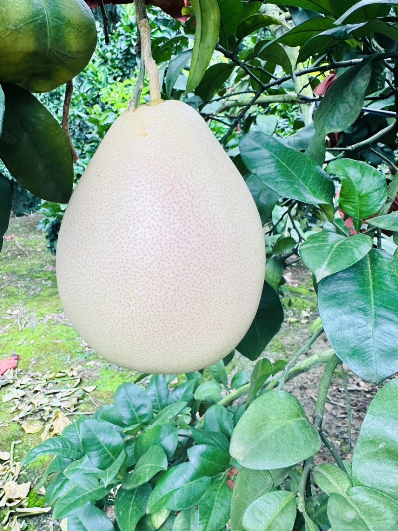 10万斤三红蜜柚大量出货，颜色红，皮毛亮，糖度高