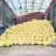 10万斤三红蜜柚大量出货，颜色红，皮毛亮，糖度高