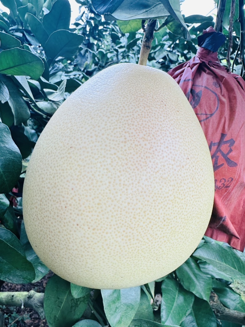 10万斤三红蜜柚大量出货，颜色红，皮毛亮，糖度高