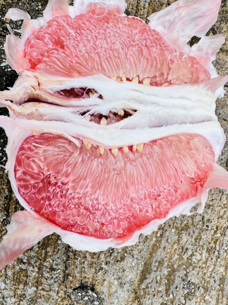 10万斤三红蜜柚大量出货，颜色红，皮毛亮，糖度高