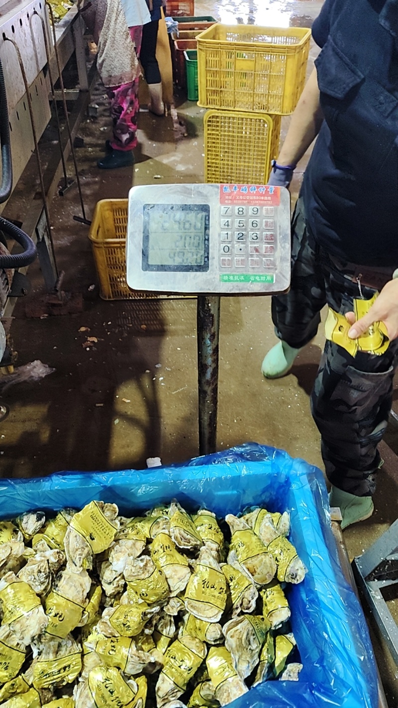 【看货定价】节日特价乳山生蚝大量批发规格齐全价格多样