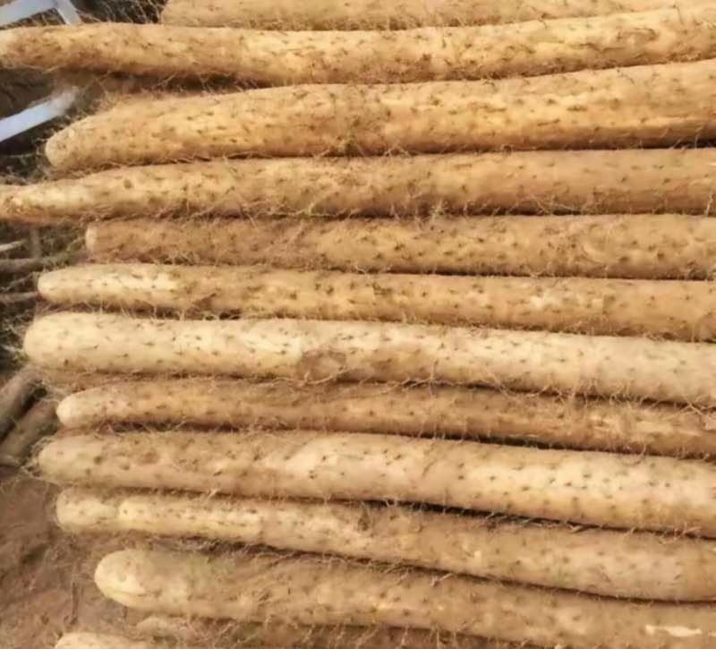 正宗沙漠白玉
