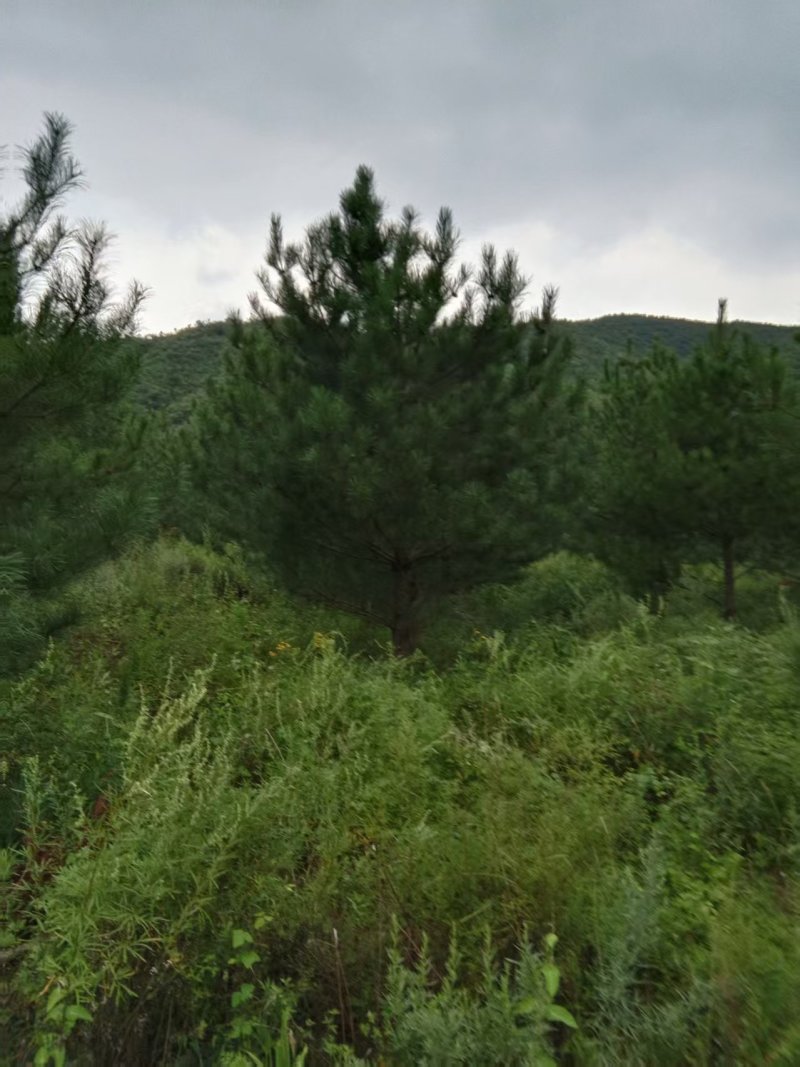 油松