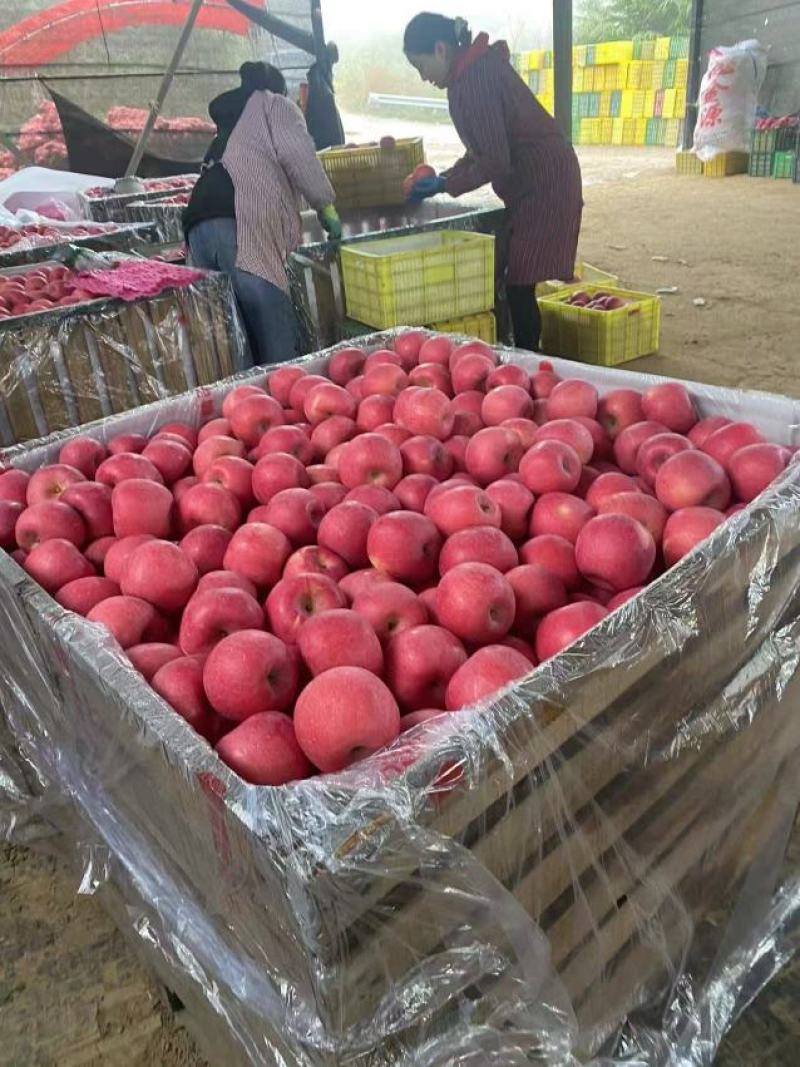 【热卖中】片红，条红精品红富士苹果冰糖心原装果一手货源