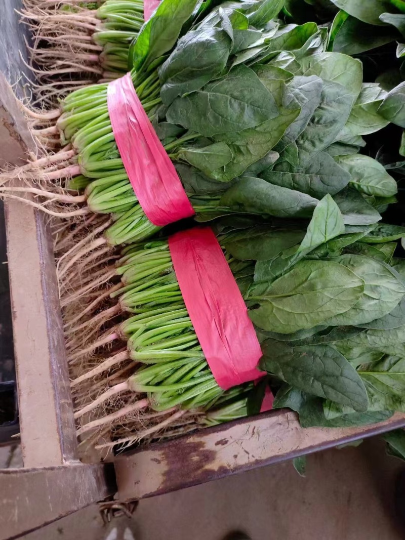 菠菜
