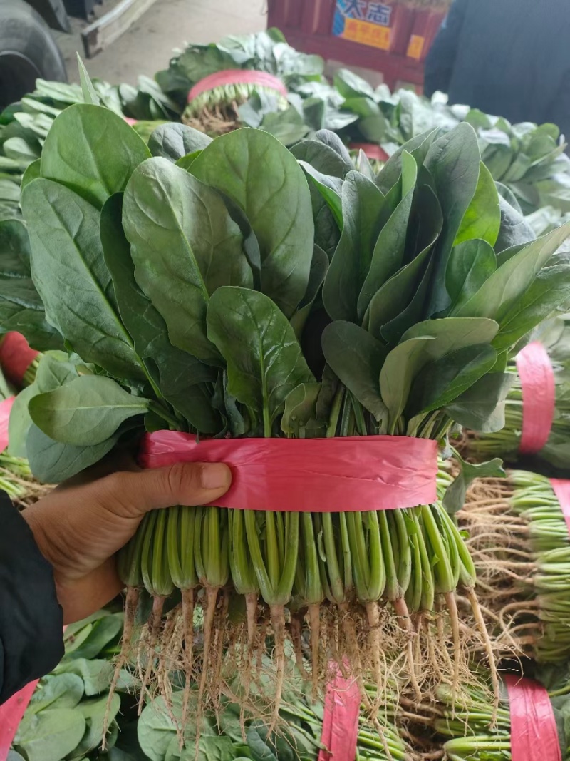 菠菜