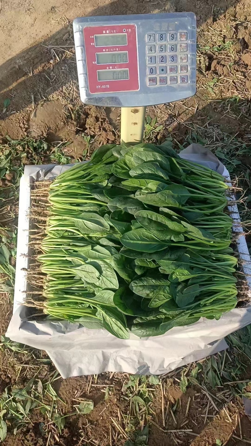 菠菜