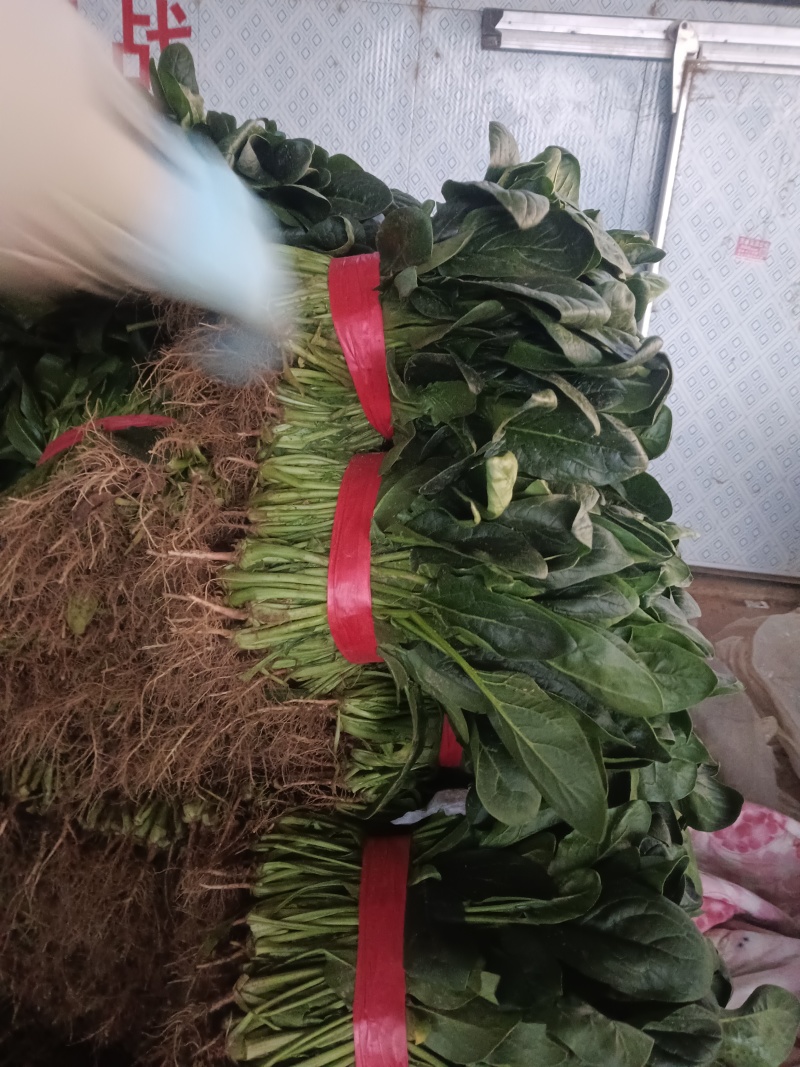菠菜