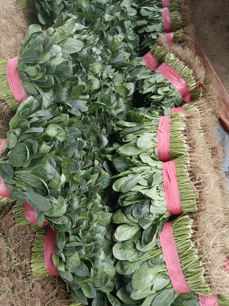 菠菜