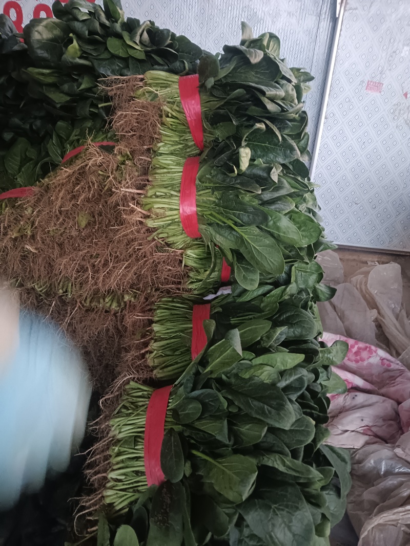 菠菜