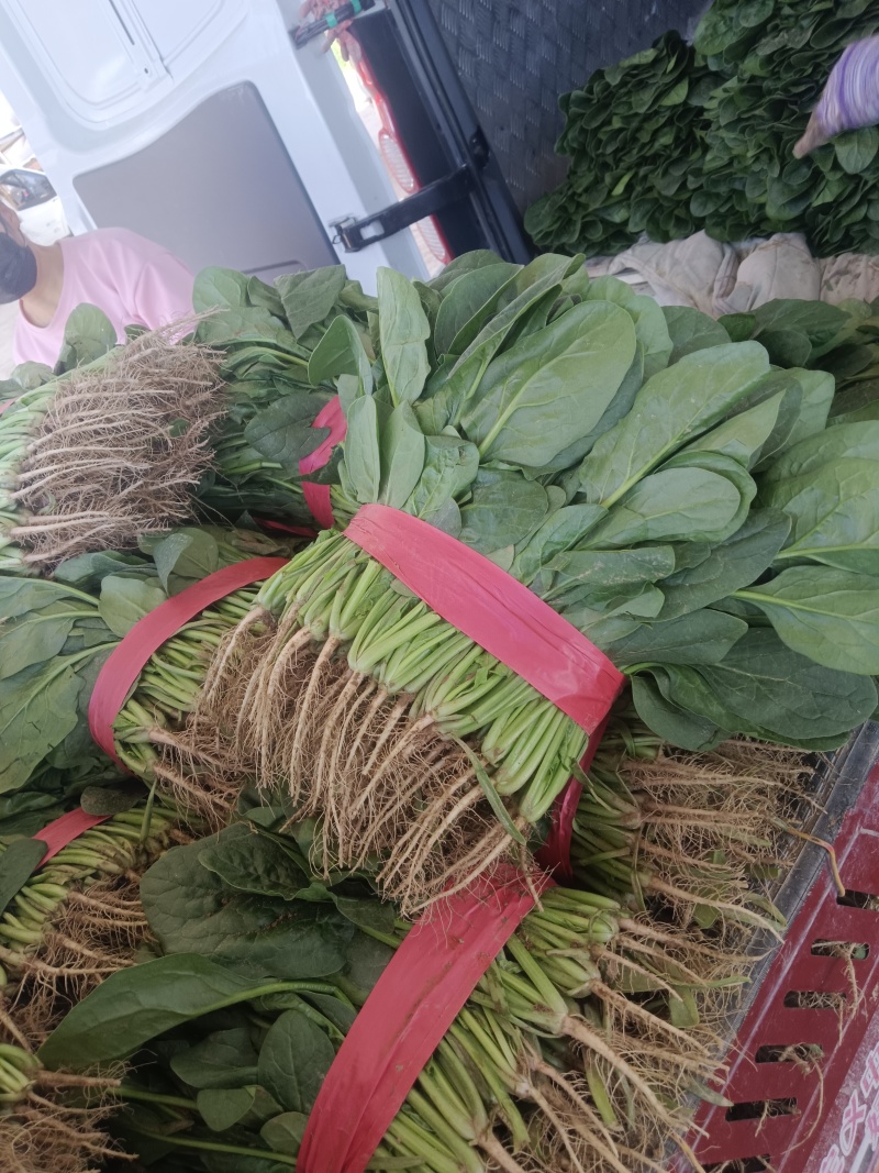 菠菜