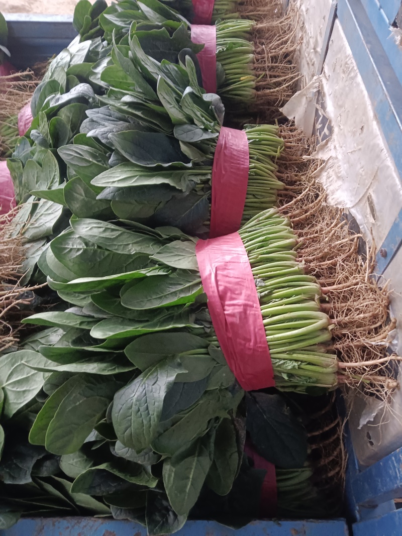 菠菜
