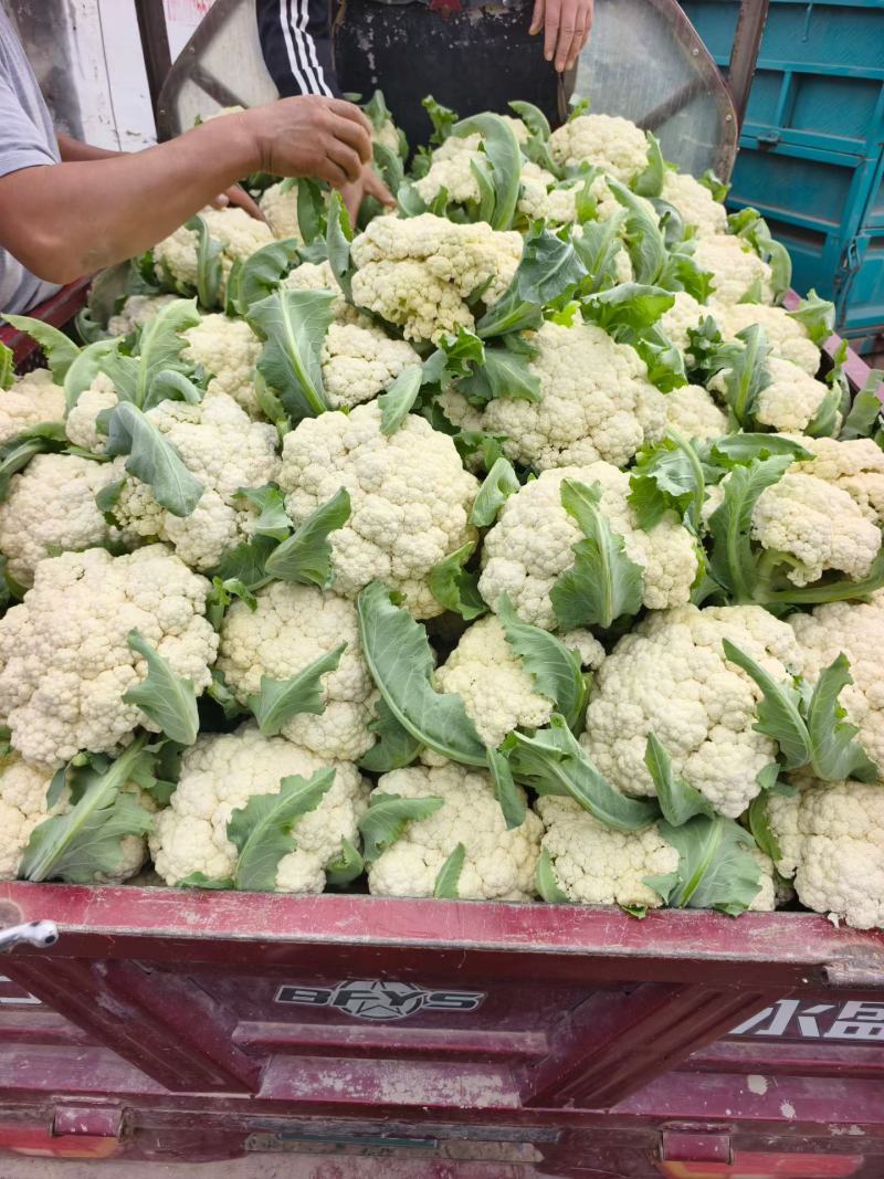河南焦作博爱精品有机花菜，散花大量上市，小米，欢迎全国客