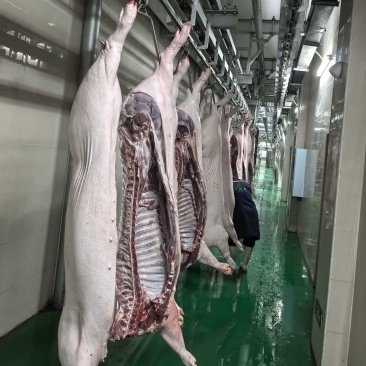 大量提供猪肉白条