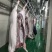 大量提供猪肉白条