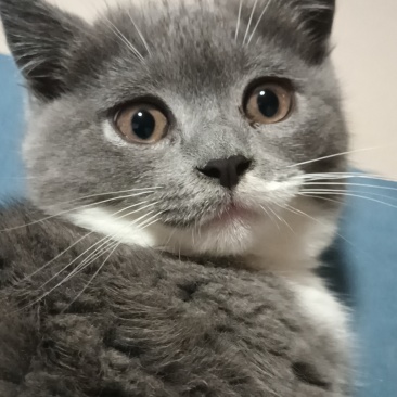 纯种蓝白