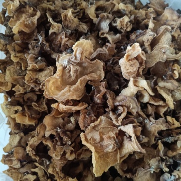 大量现货羊肚耳出售，沙耳菌，鹿肚耳种植场直发羊肚耳鹿肚耳