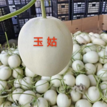 玉菇甜瓜