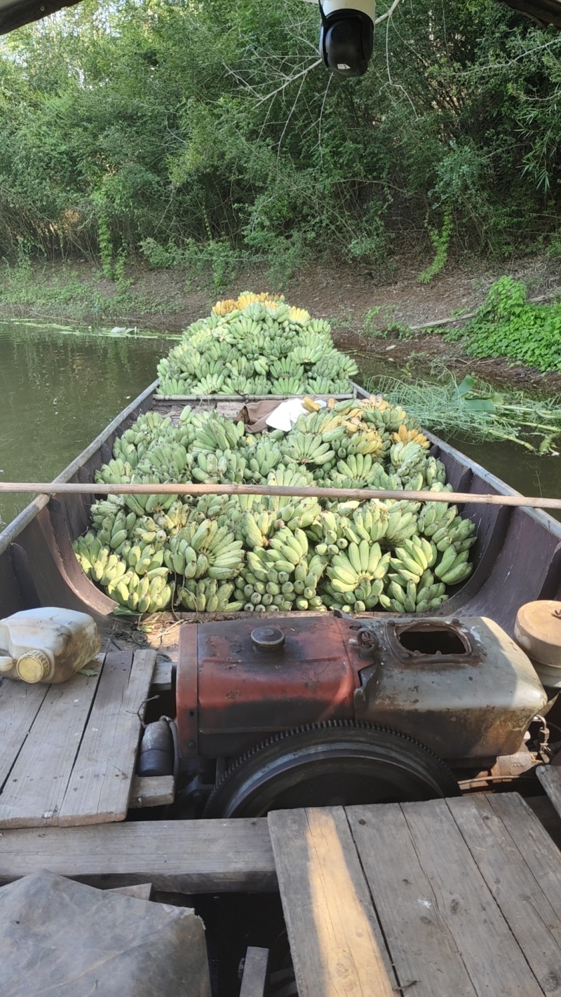 金粉一号，有香味，甜度高