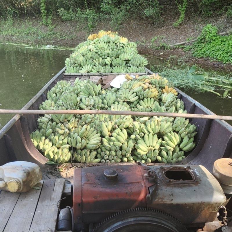 金粉一号，有香味，甜度高
