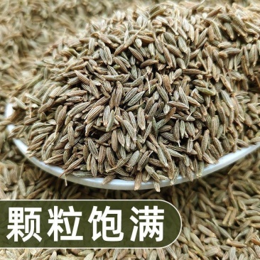 孜然中药材道地药材诚信经营中药材合作共赢