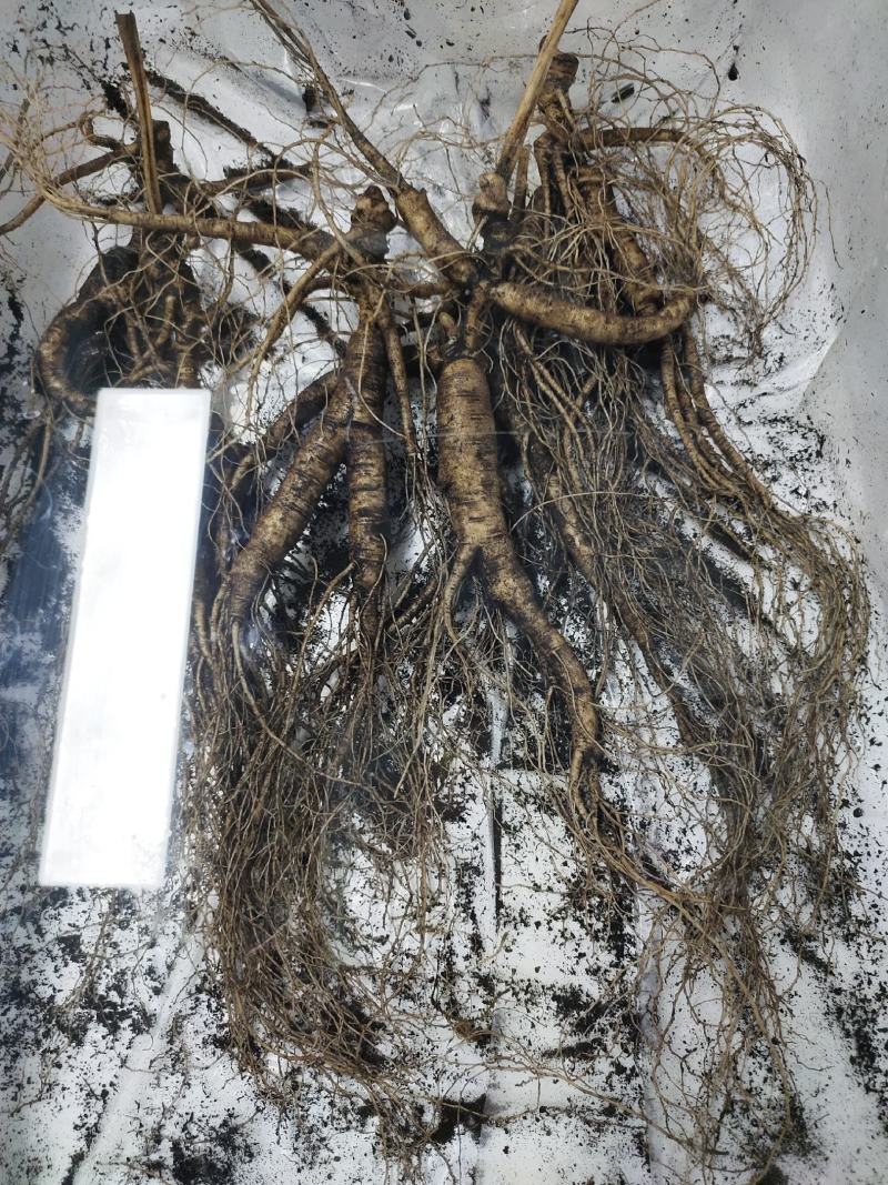 长白山林下参籽货，经济实惠
