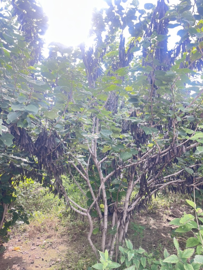 紫荆大量上市，产地直发，品质保证，服务周到，诚信经营