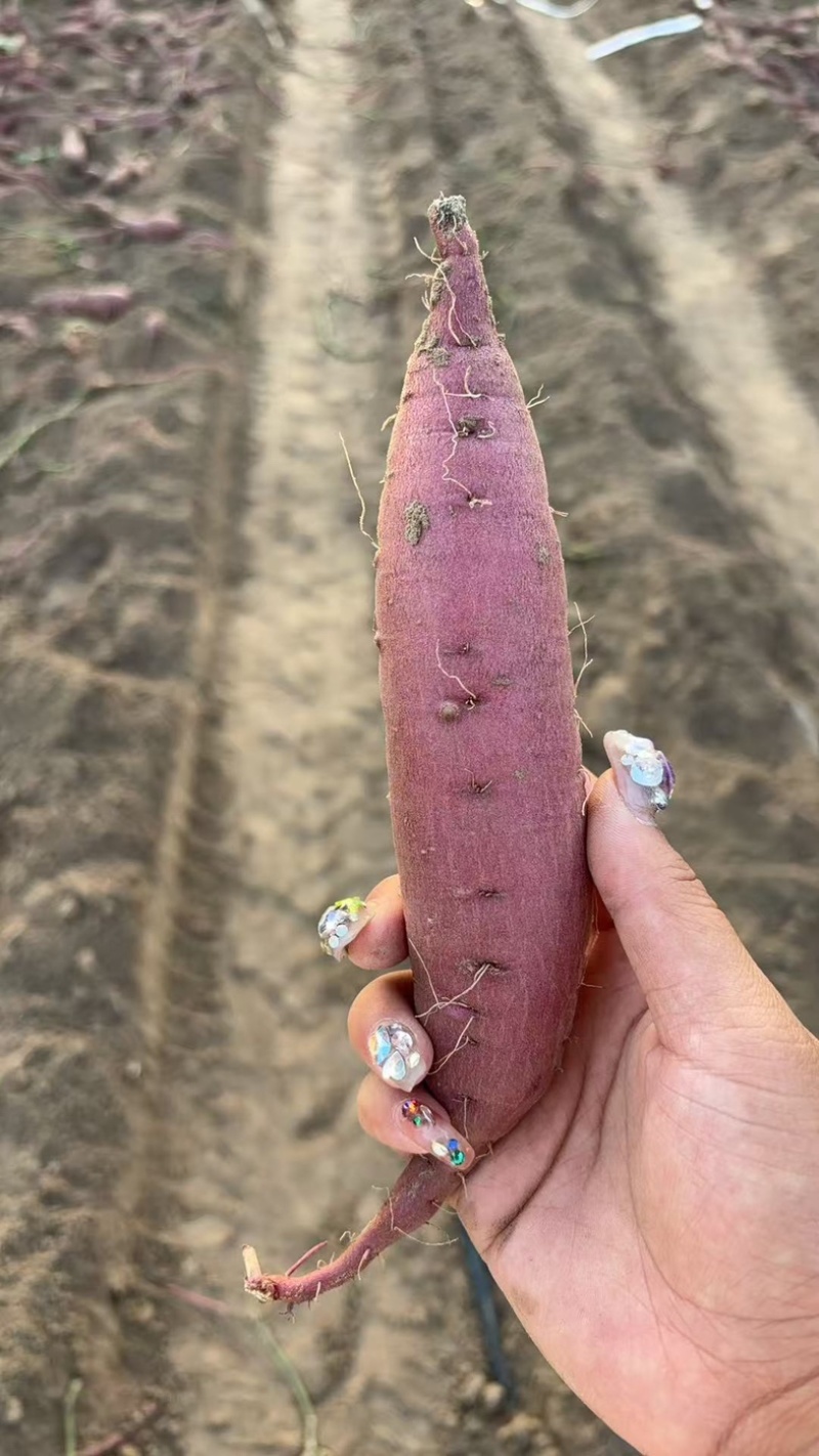 玛莎莉，辽宁彰武，大量供应，货源充足，量大
