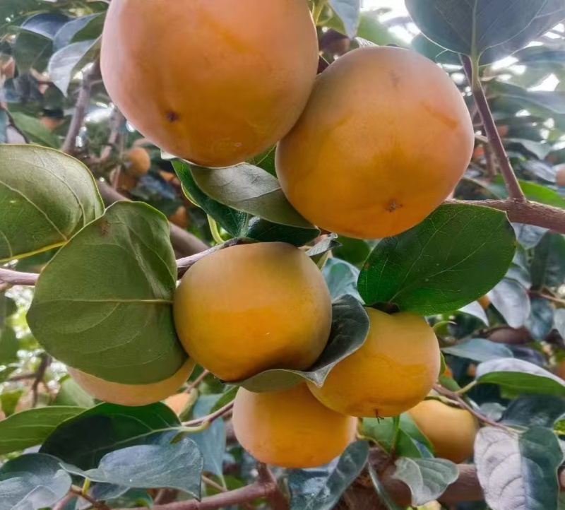 阳丰脆甜柿子
