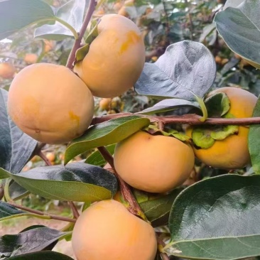 阳丰脆甜柿子