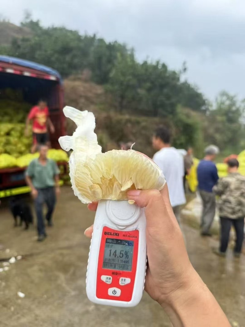 优惠销售正宗安江冰糖柚