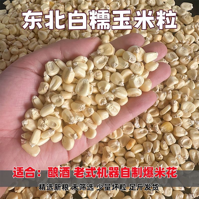 东北白糯玉米粒可烧酒可做玉米花可磨面磨碴子