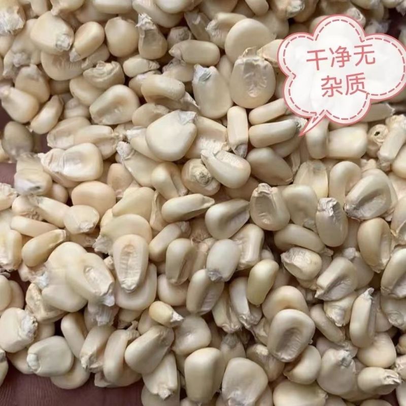 东北白糯玉米粒可烧酒可做玉米花可磨面磨碴子