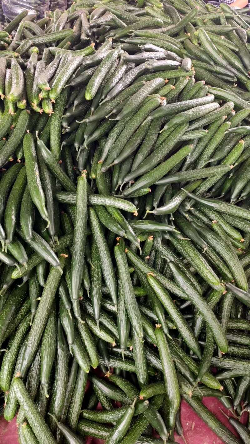 密刺黄瓜，电商黄瓜，精品黄瓜，鲜花黄瓜，小条黄瓜