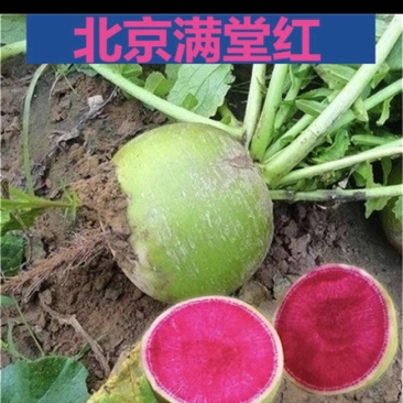 《畅销》满堂红心里美萝卜陕西基地直发对接全国保质保量