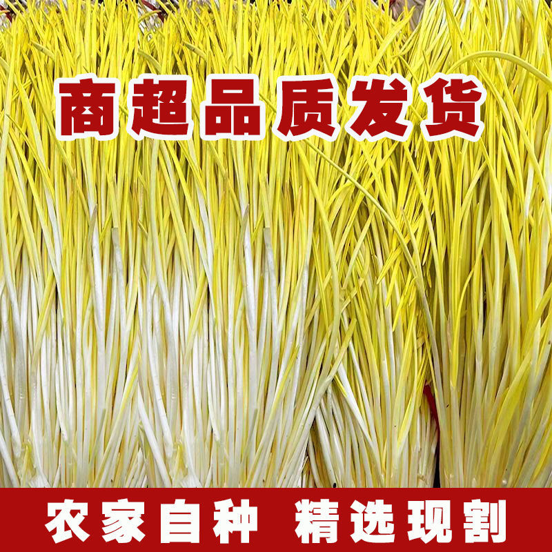 新鲜头茬蒜黄