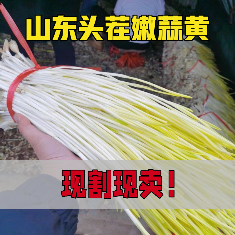 新鲜头茬蒜黄