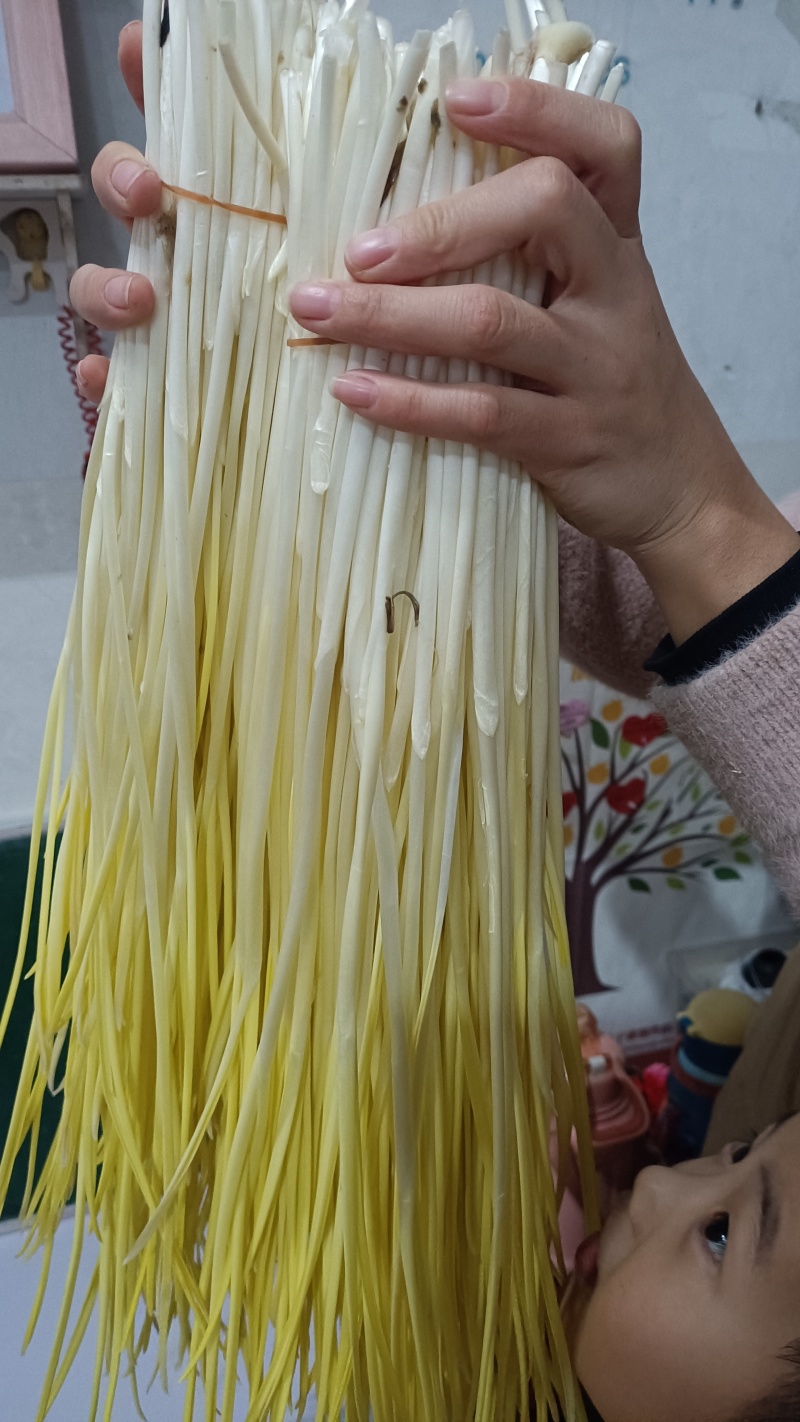 新鲜头茬蒜黄