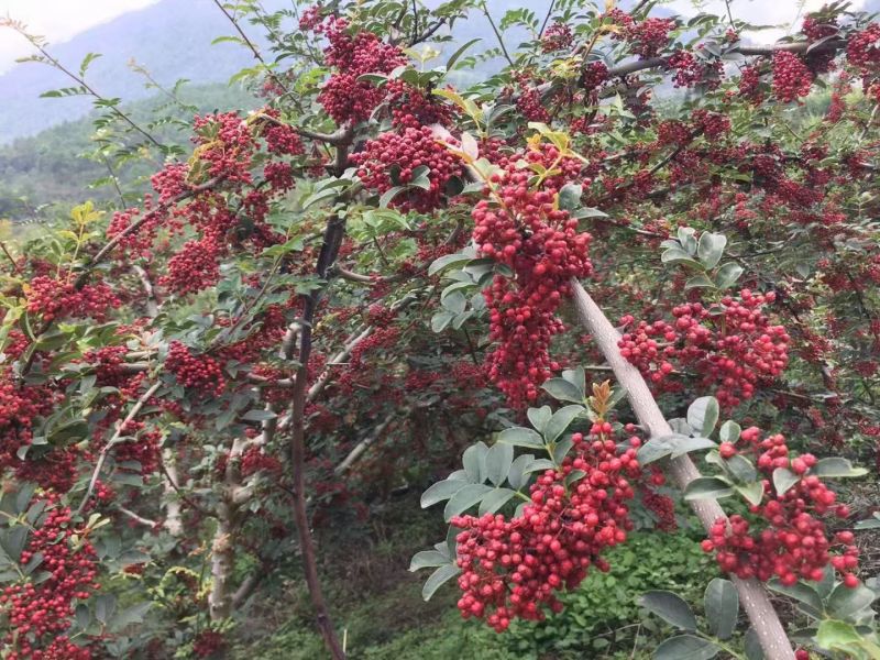 花椒