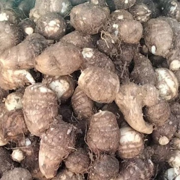 新鲜芋头大量上市产地一手货源大量现货供应支持全国物流发货