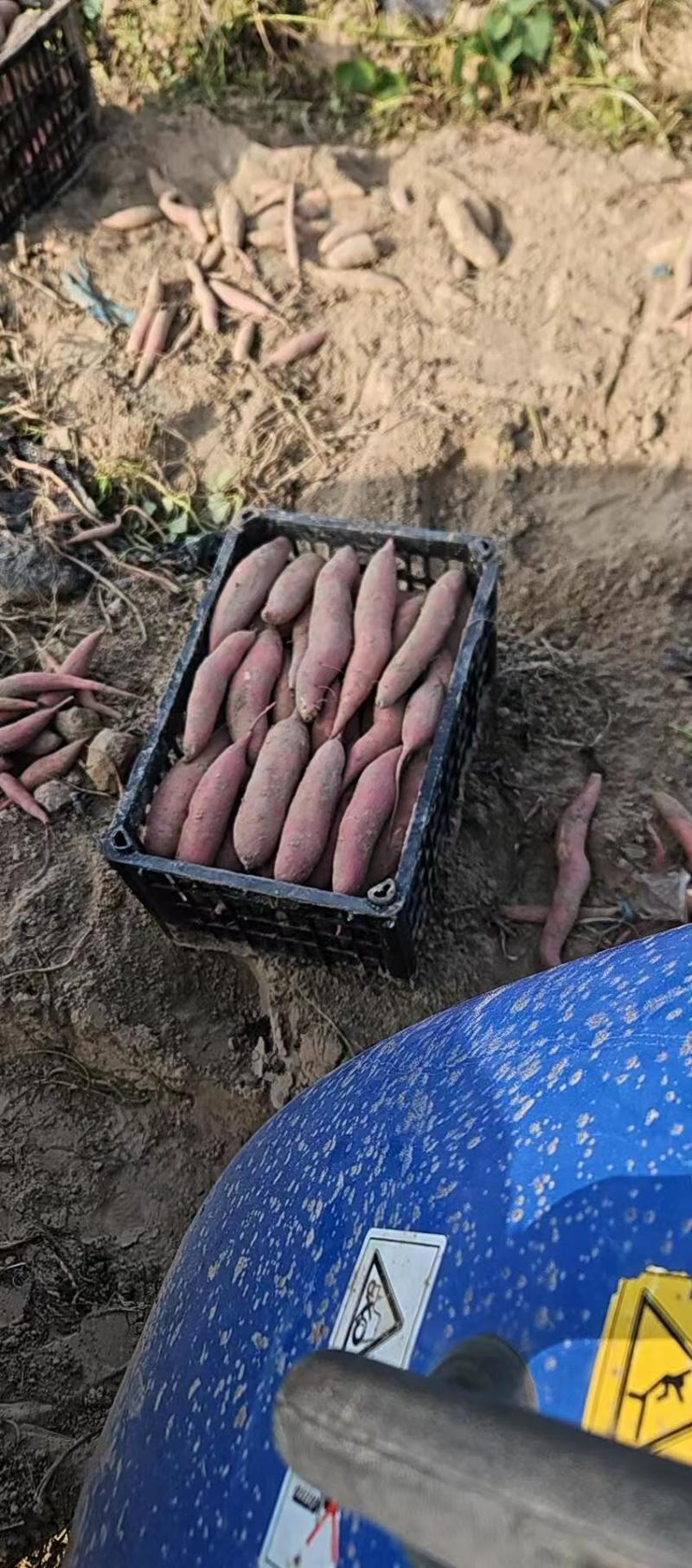 辽宁新民沙土地精品龙署九，精品瓜蒌子