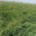 【一手货源】甘肃黄芪种植基地直供量大价优欢迎咨询