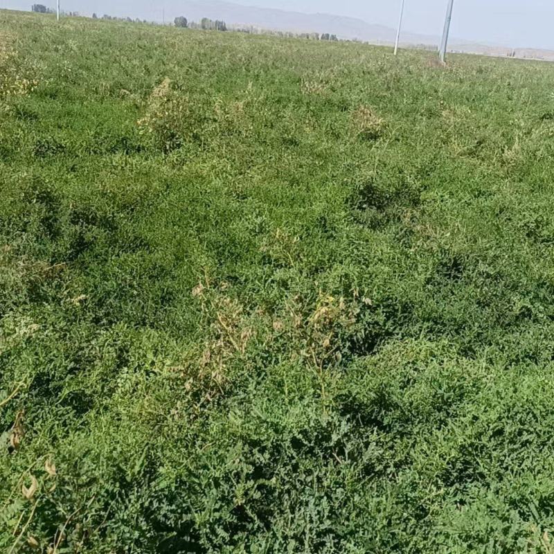 【一手货源】甘肃黄芪种植基地直供量大价优欢迎咨询