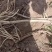 【一手货源】甘肃黄芪种植基地直供量大价优欢迎咨询