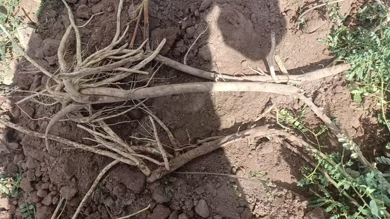 【一手货源】甘肃黄芪种植基地直供量大价优欢迎咨询
