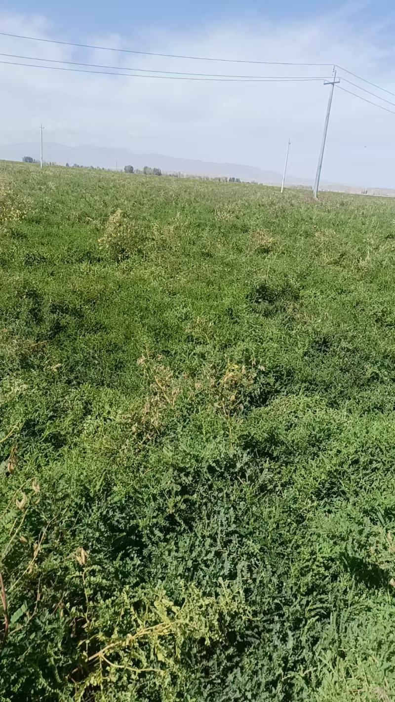 【一手货源】甘肃黄芪种植基地直供量大价优欢迎咨询