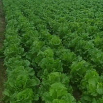 生菜各种叶菜产地直供一手货源欢迎来电