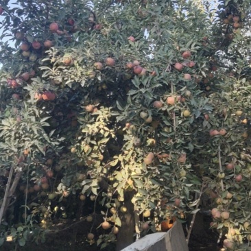 苹果