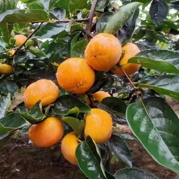 阳丰甜柿