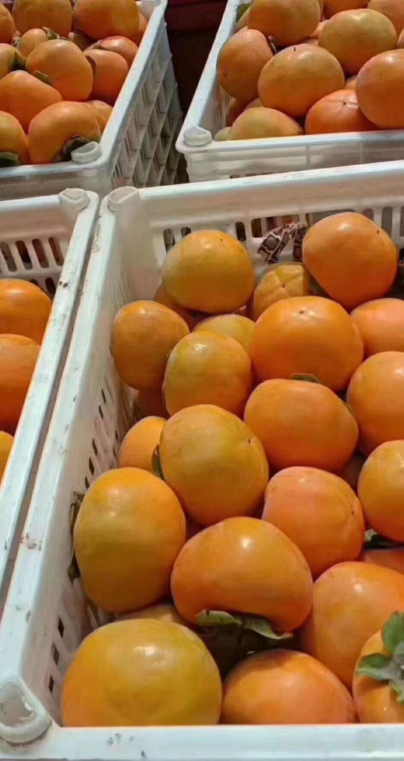 阳丰甜柿